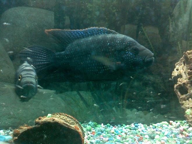 freshwater fish - nandopsis octofasciatum - jack dempsey stocking in 75 gallons tank - King and Queen with Babies. (Jack Dempsys)