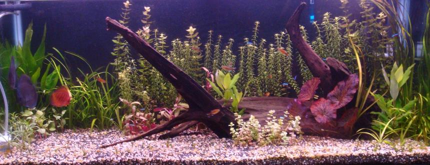 Rated #112: 51 Gallons Planted Tank - updated picture of my 66G tank