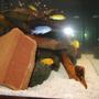95 gallons freshwater fish tank (mostly fish and non-living decorations) - cichlid tank with field rocks and driftwood