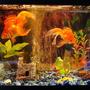 10 gallons freshwater fish tank (mostly fish and non-living decorations) - another shot