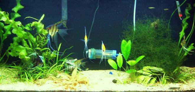 50 gallons planted tank (mostly live plants and fish) - update