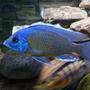 freshwater fish - sciaenochromis ahli - electric blue cichlid stocking in 51 gallons tank - Electric blue
