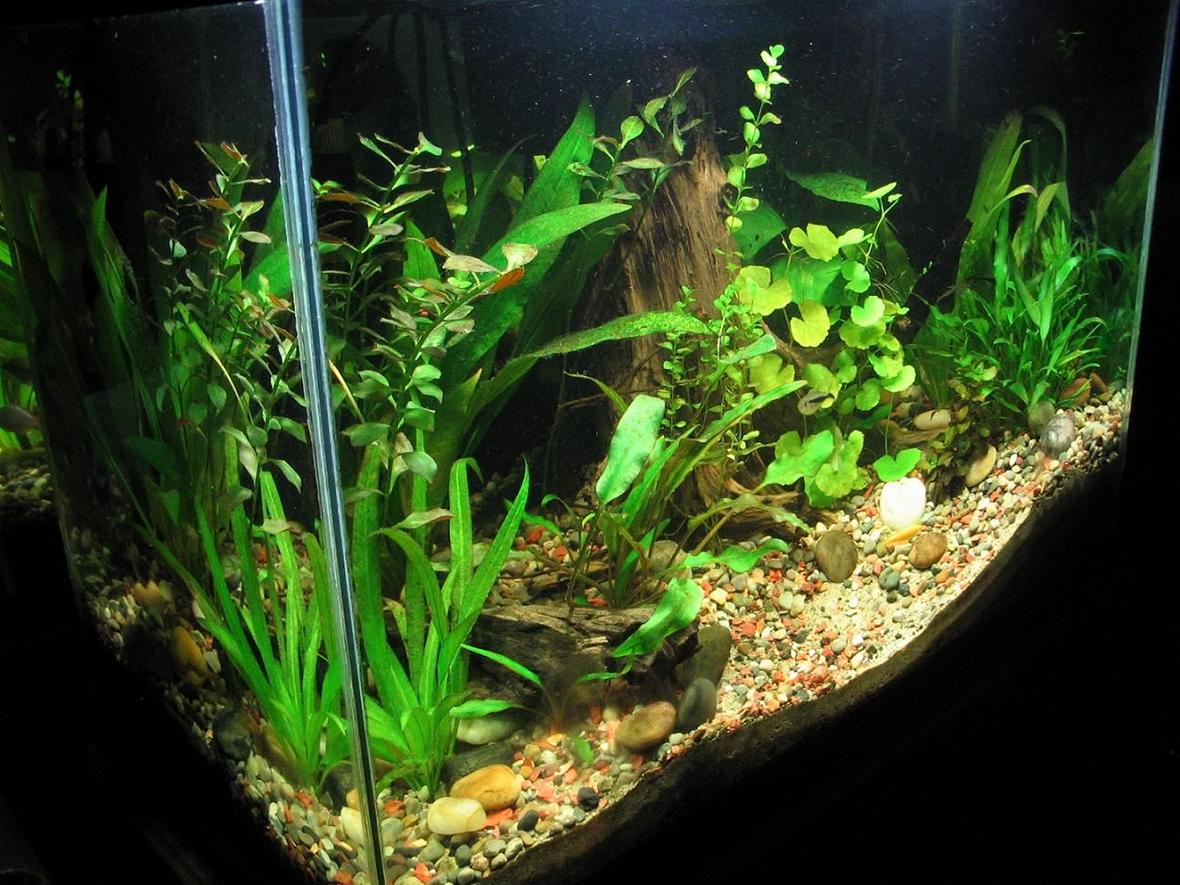 20 gallons freshwater fish tank (mostly fish and non-living decorations) - side view 20 gal