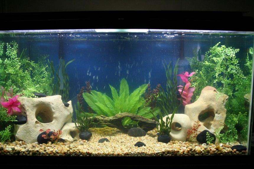 Rated #1301: 95 Gallons Freshwater Fish Tank - work in progress