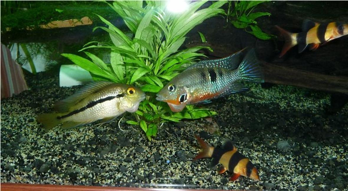 freshwater fish - thorichthys meeki - firemouth cichlid stocking in 85 gallons tank - nicaraguensis with aggresive firemouth I got rid off