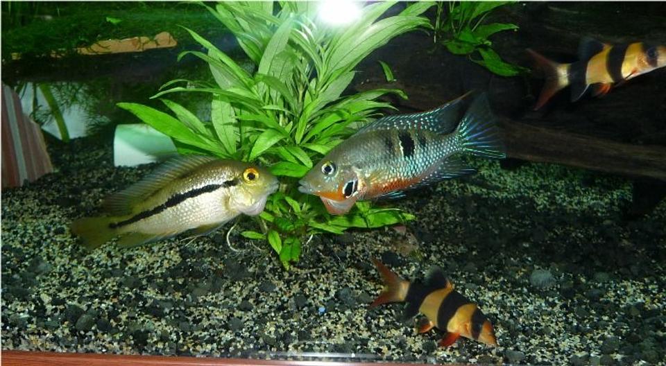 freshwater fish - thorichthys meeki - firemouth cichlid stocking in 85 gallons tank - nicaraguensis with aggresive firemouth I got rid off