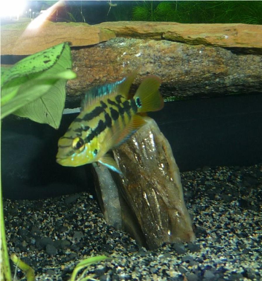 Rated #907: Freshwater Fish - Nandopsis Salvini - Salvini Cichlid Stocking In 85 Gallons Tank - Salvani Juvenile