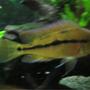 freshwater fish - hypsophrys nicaraguensis - nicaragua cichlid stocking in 85 gallons tank - Nic again