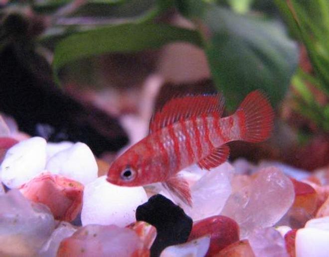 freshwater fish - badis badis - badis fish stocking in 12 gallons tank - Badis badis