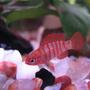 freshwater fish - badis badis - badis fish stocking in 12 gallons tank - Badis badis