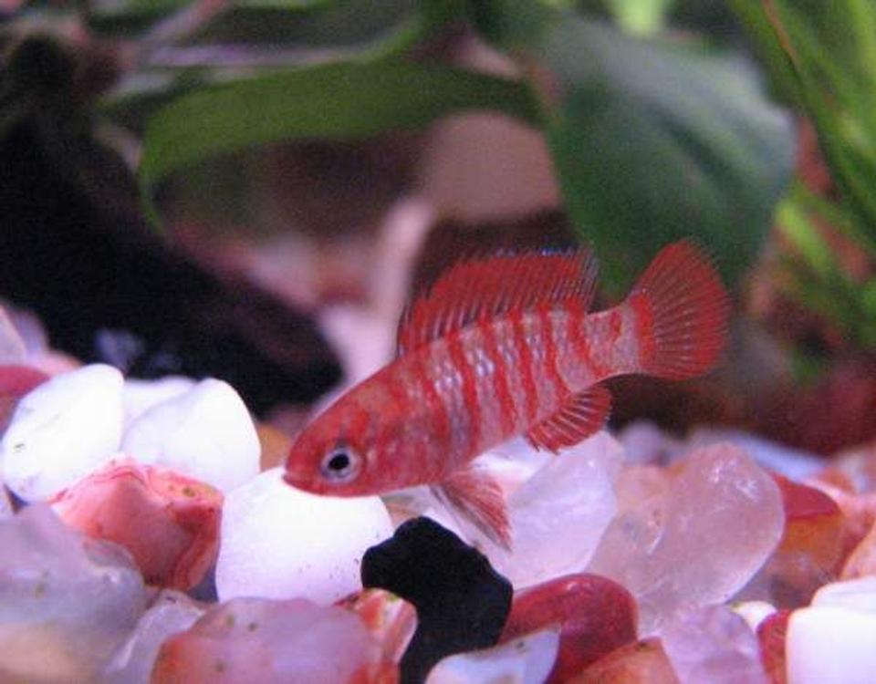 freshwater fish - badis badis - badis fish stocking in 12 gallons tank - Badis badis