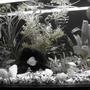 12 gallons freshwater fish tank (mostly fish and non-living decorations) - Aquarium in monochrome