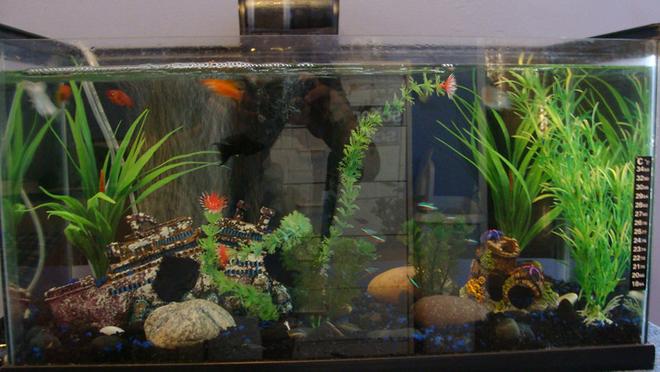 15 gallons freshwater fish tank (mostly fish and non-living decorations) - 15 Gallons
