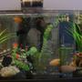 15 gallons freshwater fish tank (mostly fish and non-living decorations) - 15 Gallons