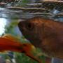 freshwater fish - xiphophorus helleri - hi fin lyretail swordtail stocking in 15 gallons tank - Blue Gourami And Swordtail