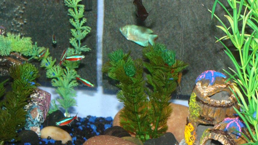 Rated #1212: Freshwater Fish - Colisa Lalia - Powder Blue Dwarf Gourami Stocking In 15 Gallons Tank - Tetras, Black Lyretail Molly, Blue Gourami