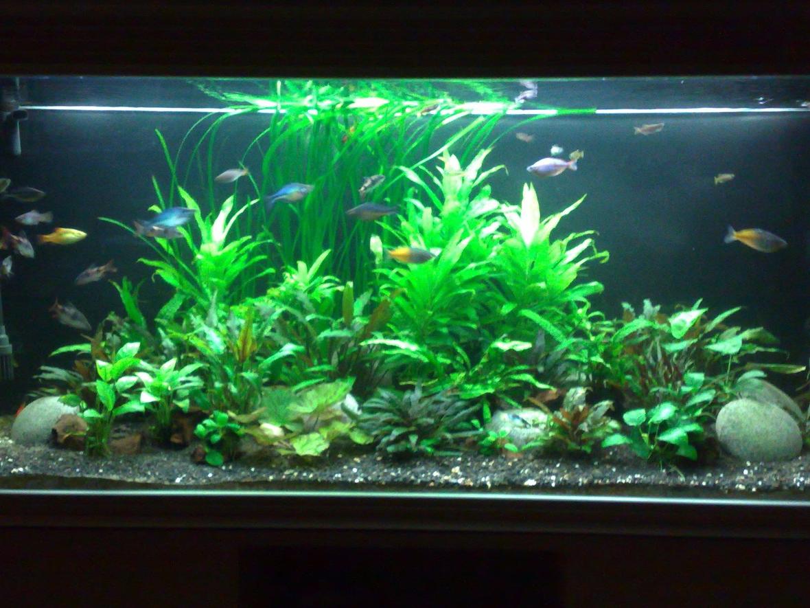 95 gallons planted tank (mostly live plants and fish) - 5 ft tank
