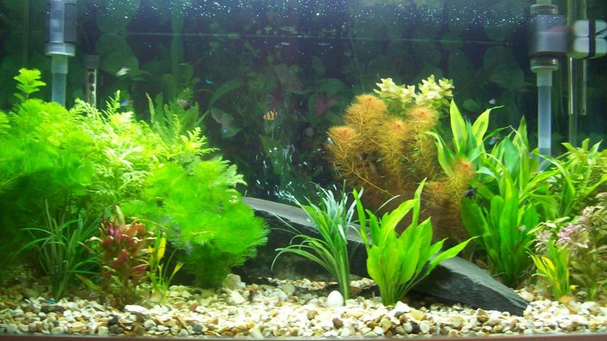 Rated #116: 62 Gallons Planted Tank - My 62 gallon Aquarium
