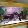 42 gallons freshwater fish tank (mostly fish and non-living decorations) - 36"x15"x18" First tank and have gone for a natural looking environment with Bogwood being a main feature. Just getting started with stocking, but the tetras seem very happy in there so far.