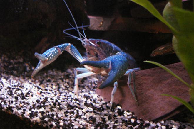 corals inverts - procambarus sp. - hammers cobalt blue lobster stocking in 55 gallons tank - Blue crawfish/crayfish/crawdad/mud-bug.
