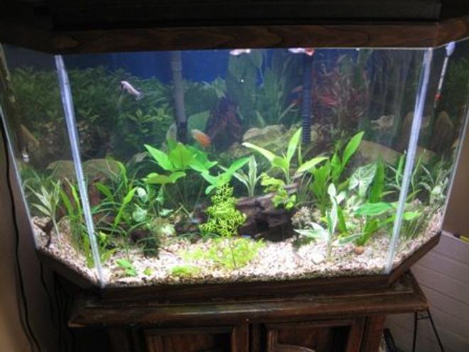 34 gallons planted tank (mostly live plants and fish) - beginner
