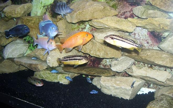freshwater fish - melanochromis auratus - auratus cichlid stocking in 55 gallons tank - Got bored...took pics.  I think this one is actually pretty darn good.