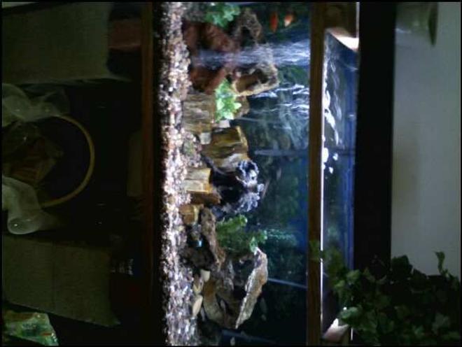40 gallons freshwater fish tank (mostly fish and non-living decorations) - Enjoy.