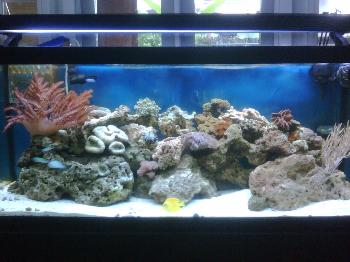75 gallons reef tank (mostly live coral and fish) - 75g Tank
