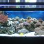 75 gallons reef tank (mostly live coral and fish) - 75g Tank