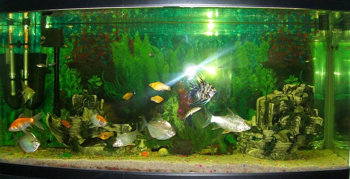 90 gallons freshwater fish tank (mostly fish and non-living decorations) - This is my fish tank as is today 22/09/2009. 90 gallon tank with a variety of fresh water fish.