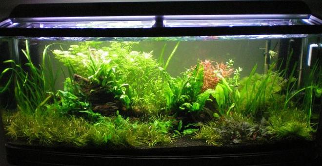 55 gallons planted tank (mostly live plants and fish) - Full tank shot