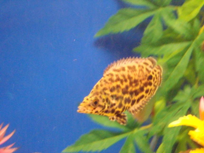 Rated #109: Freshwater Fish - Ctenopoma Acutirostre - Leopard Ctenopoma Stocking In 80 Gallons Tank - Leopard Ctenopoma