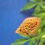 freshwater fish - ctenopoma acutirostre - leopard ctenopoma stocking in 80 gallons tank - Leopard Ctenopoma