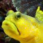 saltwater fish - cryptocentrus cinctus - yellow watchman goby stocking in 210 gallons tank - yellow Watchman Gobie