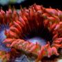 corals inverts - palythoa sp. - lunar eclipse stocking in 210 gallons tank - Lunar eclipse