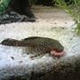 freshwater fish - isorineloricaria spinosissima - zucchini catfish stocking in 10 gallons tank - mnjami!