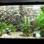 fish tank picture - 90 gallon NW cichlid tank with diy 3d background