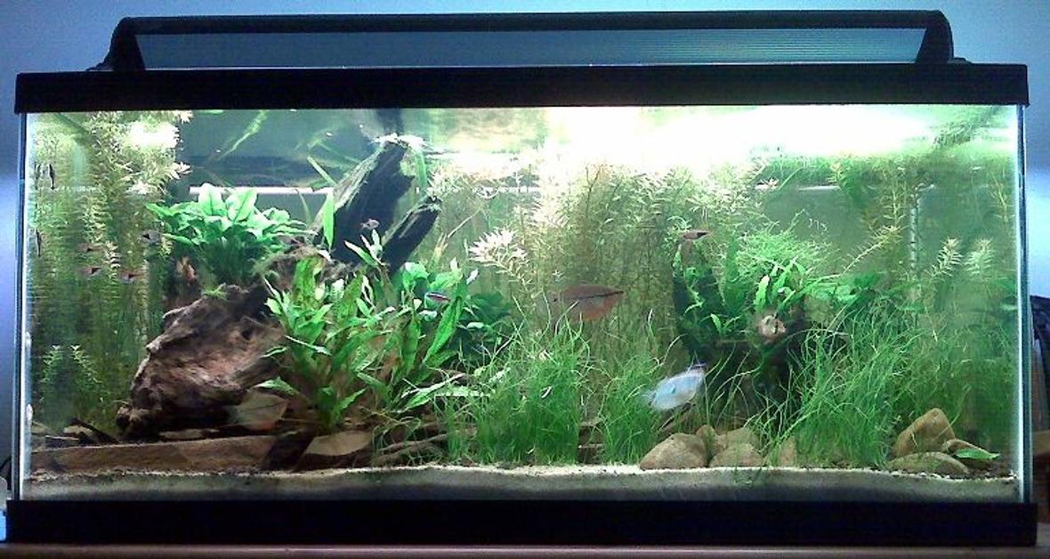 40 gallons planted tank (mostly live plants and fish) - Front view