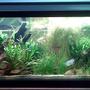 40 gallons planted tank (mostly live plants and fish) - Front view