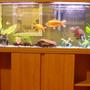 55 gallons freshwater fish tank (mostly fish and non-living decorations) - 55 Gallon Freshwater Tank 5 months old.