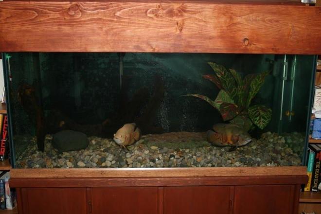 75 gallons freshwater fish tank (mostly fish and non-living decorations) - This tank is  a 75 gal with two oscars . 
I biult this tank from scrach form the bottom  to the top  yes and the glass.