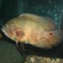 freshwater fish - astronotus ocellatus - albino oscar stocking in 75 gallons tank - oscars