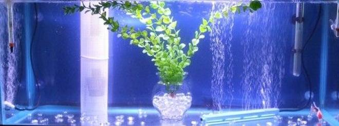 20 gallons freshwater fish tank (mostly fish and non-living decorations) - My 30 Gallon Goldfish Tank
