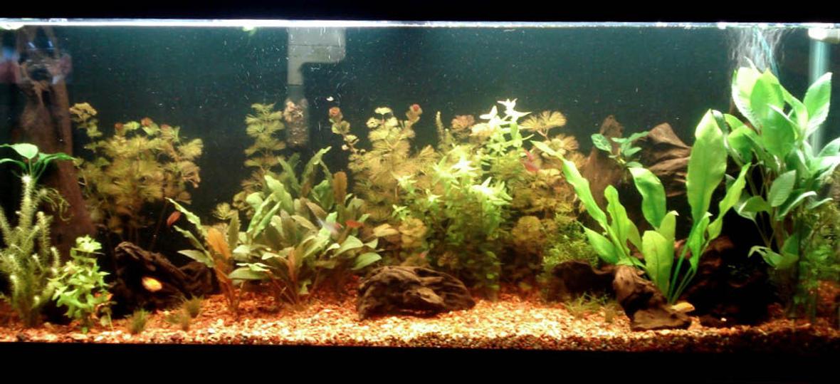 55 gallons planted tank (mostly live plants and fish) - my tank