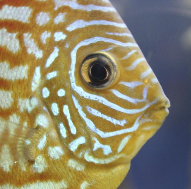 freshwater fish - symphysodon sp. - spider discus stocking in 150 gallons tank - Discus