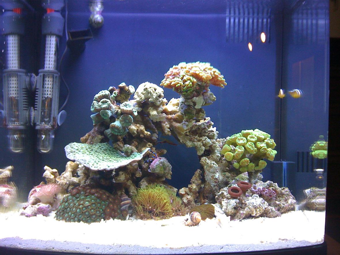 14 gallons reef tank (mostly live coral and fish) - 14 gallon nano tank 2 month's running