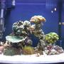 14 gallons reef tank (mostly live coral and fish) - 14 gallon nano tank 2 month's running