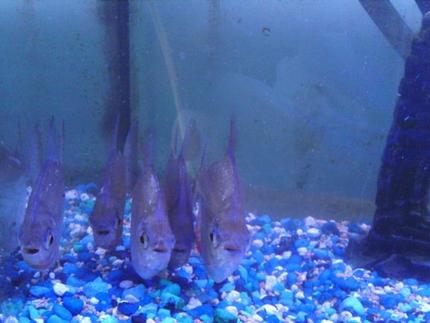 freshwater fish - metynnis argenteus - silver dollar stocking in 25 gallons tank - Silver Dollars front 1
