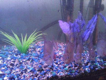 freshwater fish - metynnis argenteus - silver dollar stocking in 25 gallons tank - Silver dollar front 2