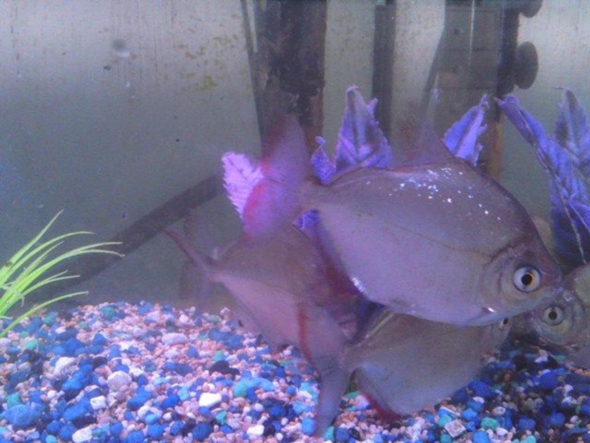 freshwater fish - metynnis argenteus - silver dollar stocking in 25 gallons tank - Silver dollar side 3